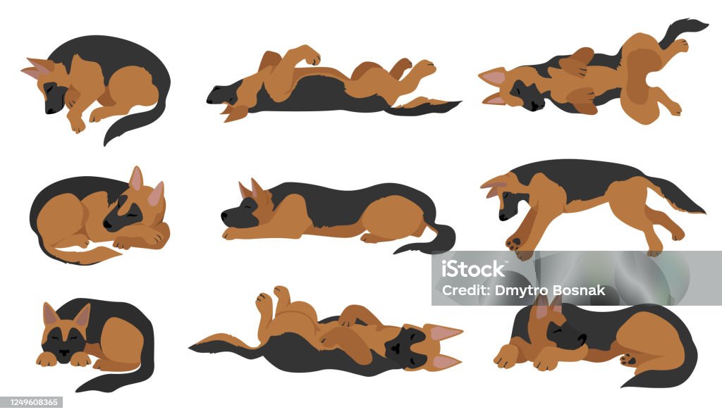 Schlafende Posieren Schäferhund Stock Vektor Art und Bilder von Hund Hund, Bett, Schlafen - iStock