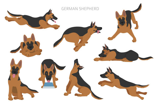 ilustraciones, imágenes clip art, dibujos animados e iconos de stock de perros pastores alemanes en diferentes poses. patrón de caracteres de pastor - dog sitting