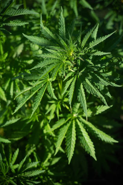 istock Plant of cannabis, illuminated by sunlight 1249609463