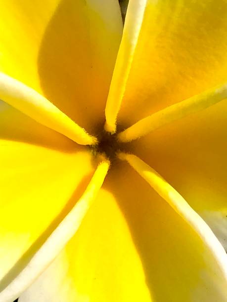 istock Yellow plumeria heart 1249609503