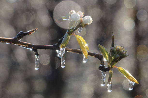 istock With an ice layer prevent the fruit blossom from freezing 1249609644