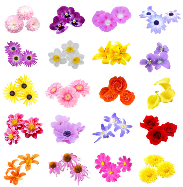 Colorful flower bunch in season blooming