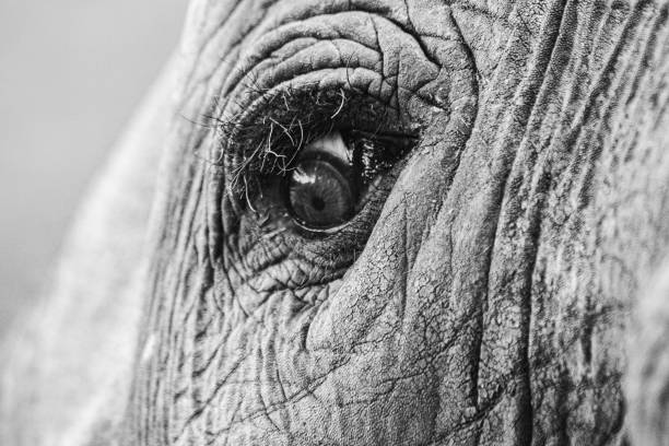 istock Close-up of elephant eye looking fearful 1249612281