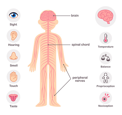 Ilustración de Sistema Nervioso Humano y más Vectores Libres de Derechos de  Columna - Parte del cuerpo - Columna - Parte del cuerpo, Percepción  sensorial, Asistencia sanitaria y medicina - iStock