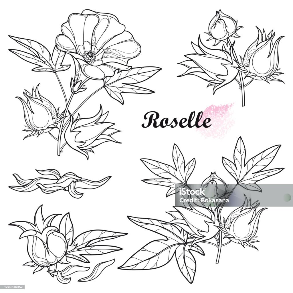 Ilustración de Conjunto Vectorial De Contorno Tropical Roselle O Hibiscus Sabdariffa O Carcade Planta Con Frutas Hoja Y Flor En Negro Aislado Sobre Fondo Blanco y más Vectores Libres de Derechos de Ilustración de Conjunto Vectorial De Contorno Tropical Roselle O Hibiscus Sabdariffa O Carcade Planta Con Frutas Hoja Y Flor En Negro Aislado Sobre Fondo Blanco y más Vectores Libres de Derechos de