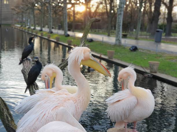 pelicans stock photo