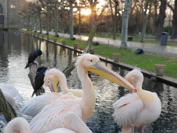 pelicans stock photo