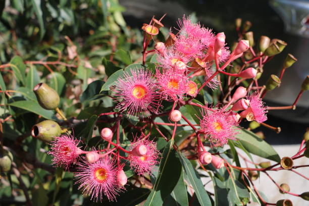 istock Pink blooming Eucalyptus tree in Sydney, Australia 1249615397