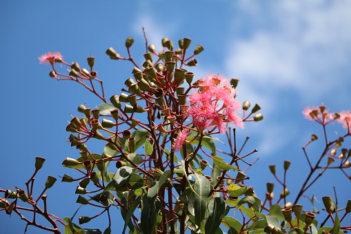 Eucalyptus tree with seeds and pink flowers in Sydney, Australia