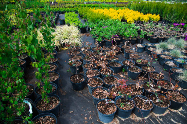 istock Many different young plants in pots in a nursery garden 1249616334