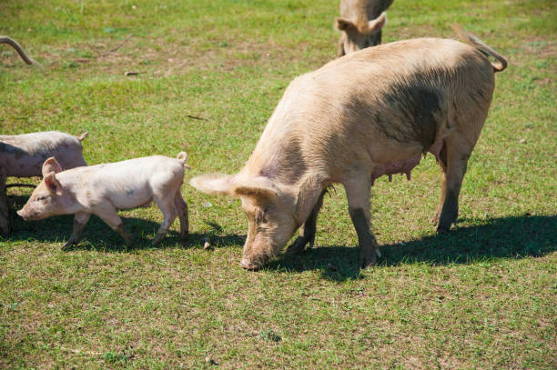 istock Pig farm. Pigs in field 1249616385