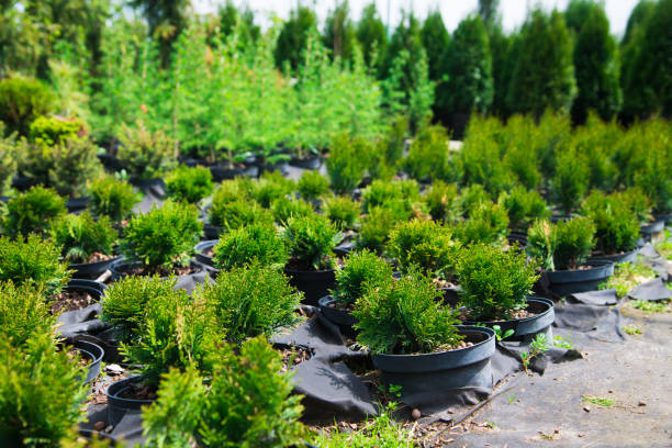 istock Saplings coniferous trees in pots in plant nursery 1249617356