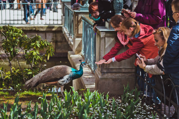 Peafowl feeding by girls in Royal Baths Park Lazienki Park. Poland, Warsaw