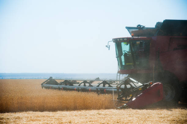 istock Combine harvester harvests ripe wheat 1249617914