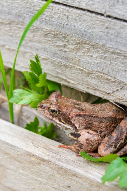 istock Brown spotted frog walks in the garden in summer 1249618663