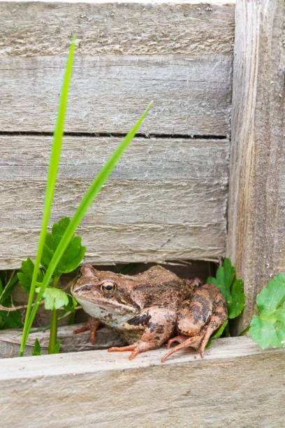 istock Brown spotted frog walks in the garden in summer 1249618667
