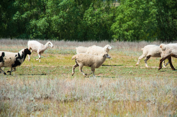 istock Flock of sheep on the meadow 1249618761
