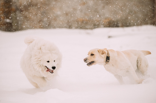 Two Funny Dogs - Labrador Dog And Samoyed Playing And Running Outdoor In Snow, Winter Season. Playful Pets Outdoors.