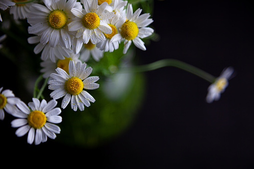 Bouquet of daisies in a vase on a black background. Field camomile. Beautiful card. Summer flowers. White flower.
