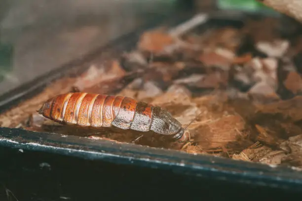 Photo of Madagascar Hissing Cockroach Or Gromphadorhina Portentosa, Aka The Hissing Cockroach Or Simply Hisser, Is One Of The Largest Species Of Cockroach. They Are Native To The Island Of Madagascar