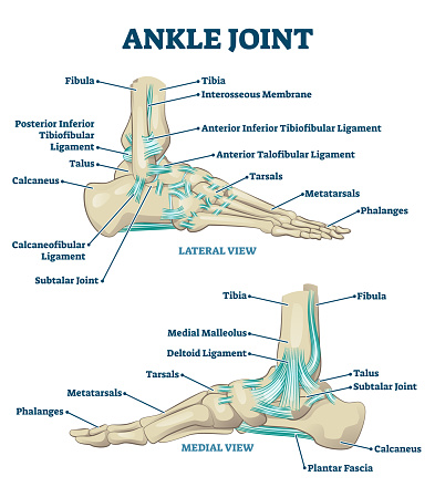 Ankle joint vector illustration. Labeled educational leg structure scheme. Physiological orthopedics explanation with isolated toe closeup. Cross section with phalanges, tibia, tarsals, ligament graph