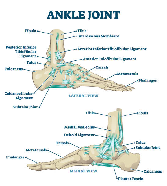 Ankle joint vector illustration. Labeled educational leg structure scheme. Ankle joint vector illustration. Labeled educational leg structure scheme. Physiological orthopedics explanation with isolated toe closeup. Cross section with phalanges, tibia, tarsals, ligament graph deltoid stock illustrations