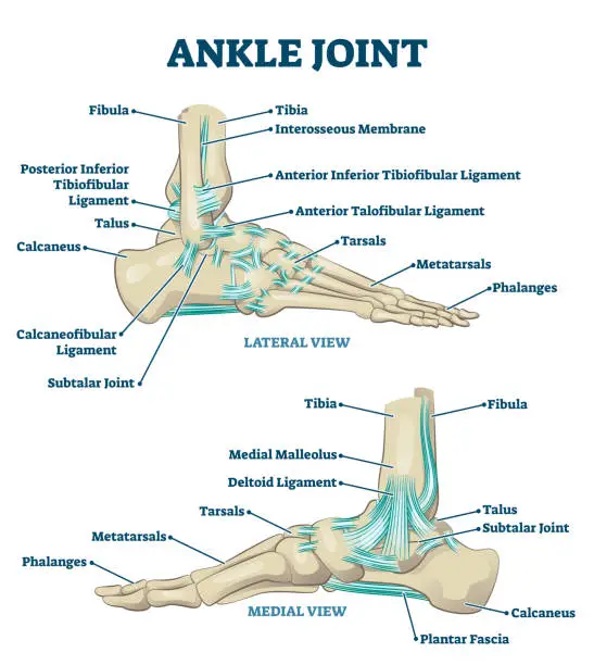 Vector illustration of Ankle joint vector illustration. Labeled educational leg structure scheme.