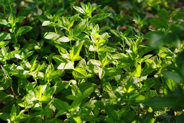 istock Bright fresh lemon balm leaves as a background. 1249621354