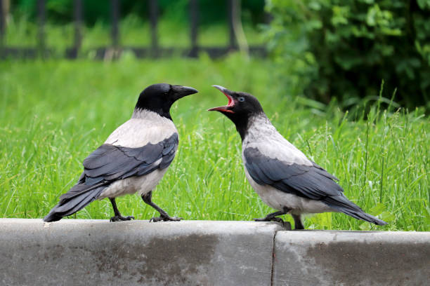istock Two hooded crows are fighting on the summer lawn 1249622199