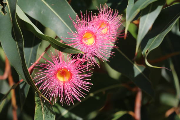 istock Eucalyptus tree with pink flowers in Sydney, Australia 1249623252