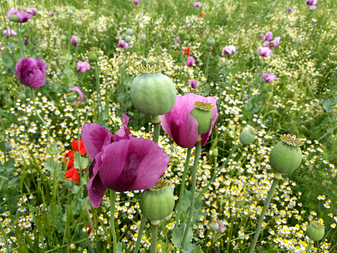 violet poppies seed capsule