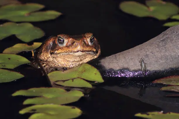 Cane toad frog (Rhinella diptycha) in the pond at night