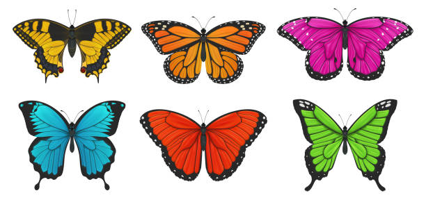 istock Set of colorful butterflies. Vector illustration. 1249625956
