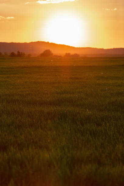 istock Sunset over the cereal field 1249626261