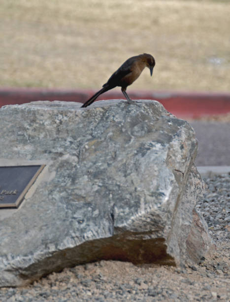 istock This black bird is wandering in a desert park. 1249626326