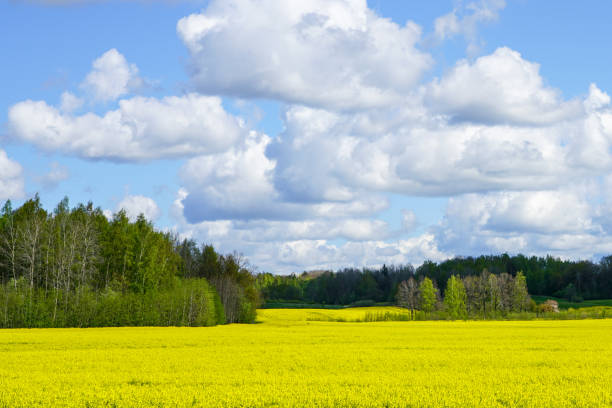 istock beautiful landscape with flowering fields, forests, blue sky with white clouds 1249626358
