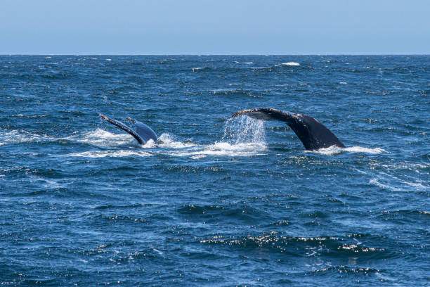 istock Two Humpback Whales on the Ocean Surface 1249626879