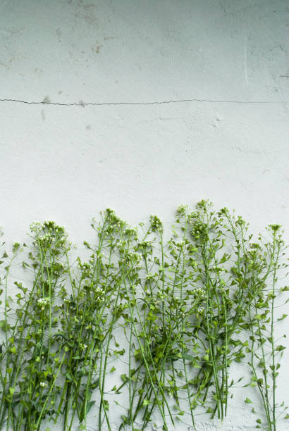 istock Green plants on a concrete background. Place for text 1249626952