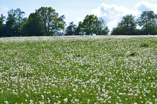 flowering dandelion on a meadow in the Thuringian Rhön