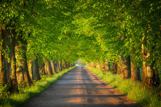 Countryside road among the trees. Masuria, Poland.