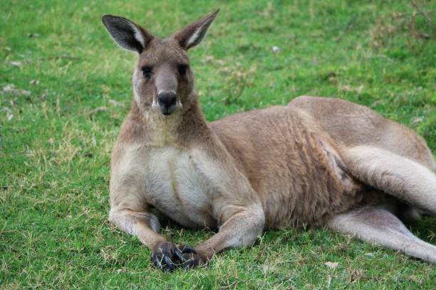 istock Kangaroos Macropodidae in Australia 1249628188