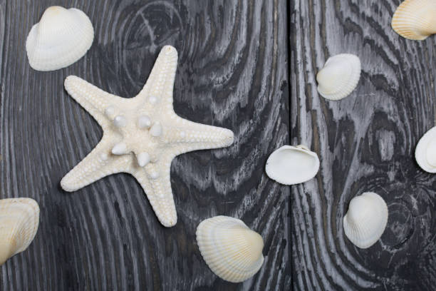 istock Shells and starfish on pine boards painted in black and white. Sea vacation. 1249628714