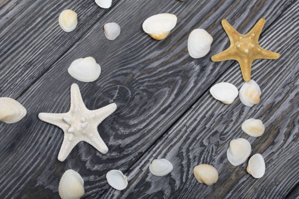 istock Shells and starfish on pine boards painted in black and white. Sea vacation. 1249628724