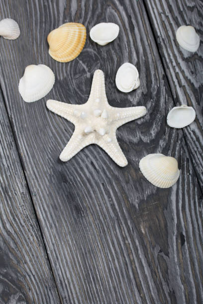 istock Shells and starfish on pine boards painted in black and white. Sea vacation. 1249628730