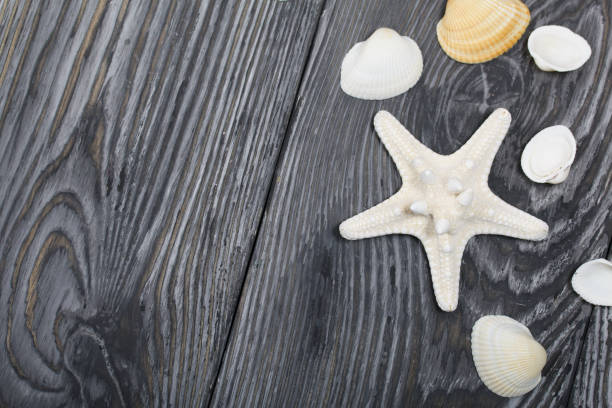 istock Shells and starfish on pine boards painted in black and white. Sea vacation. 1249628731