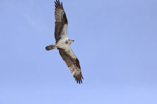 istock june 14, 2020 osprey in flight in north brevard 1249631604