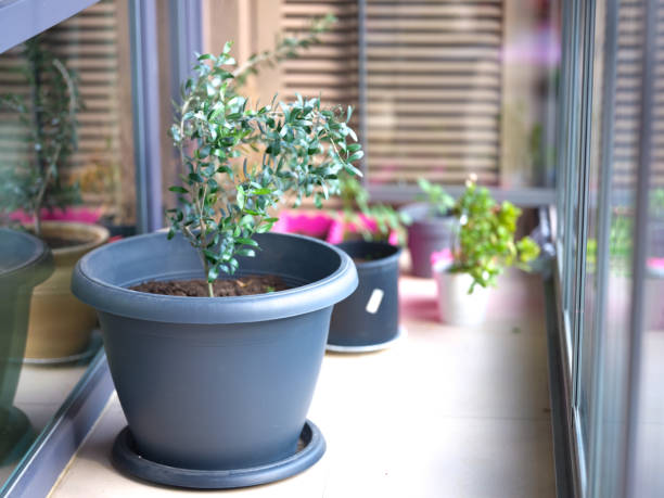 istock Flowers and Plant in Different Pots in a Balcony 1249632266