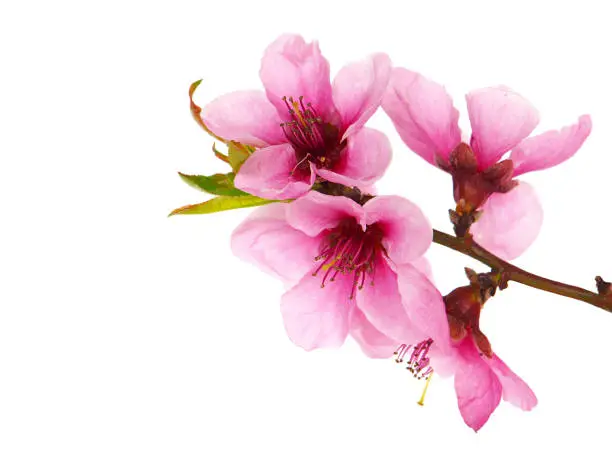 Branch of peach tree with pink flowers and green leaves isolated on white