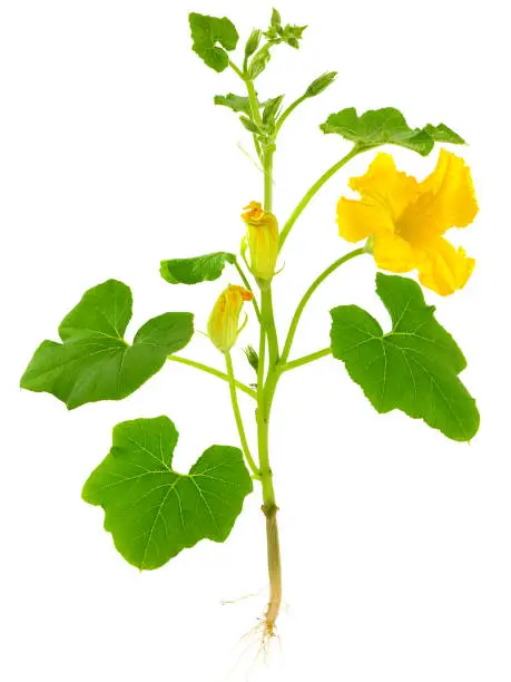 Pumpkin plant with flower, buds, leaves and root isolated on white background