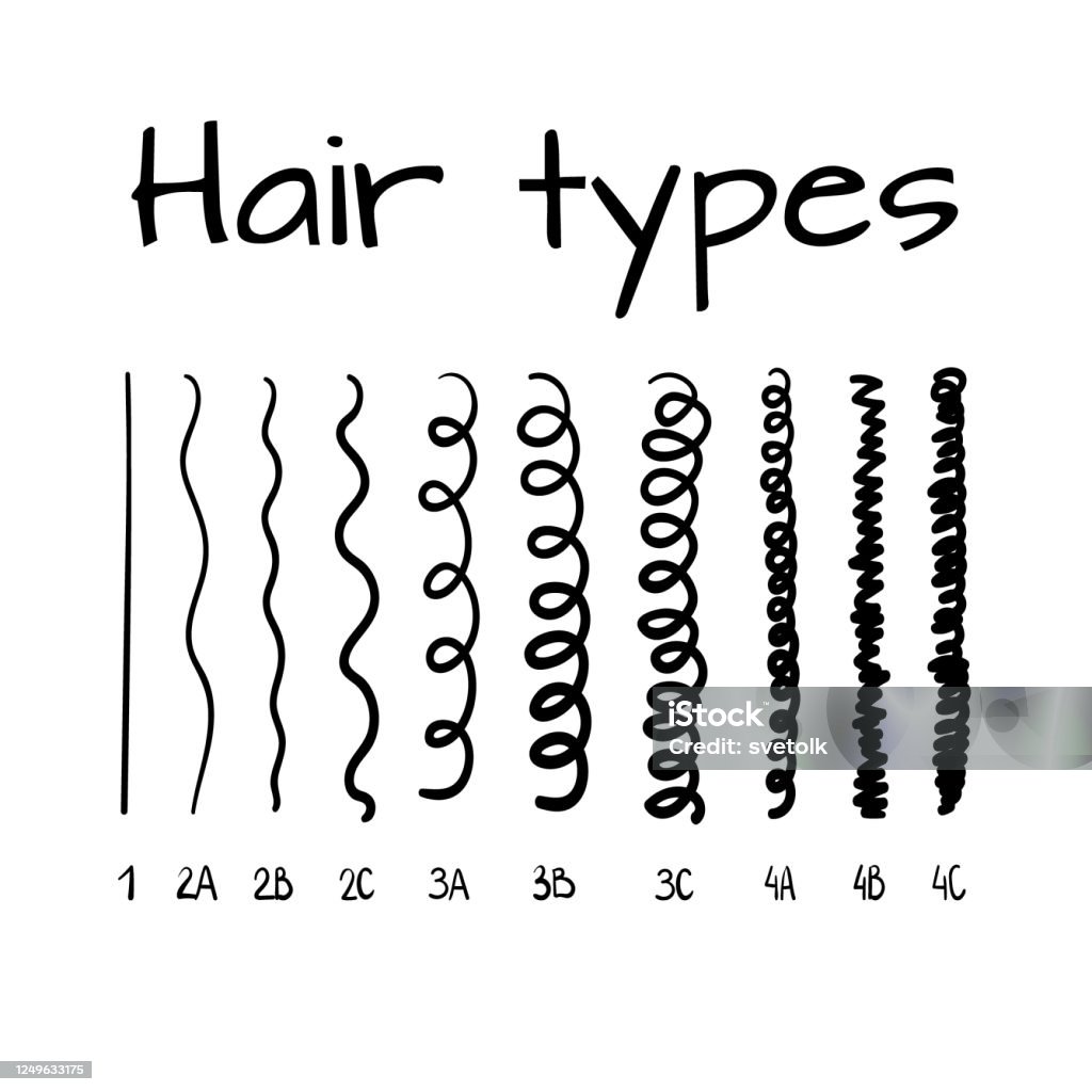 Vector Illustration Of Hair Types Chart With All Curl Types Labeled Curly  Girl Method Concept Stock Illustration - Download Image Now - iStock